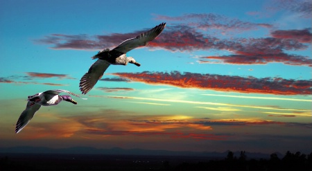 Sunset Flight