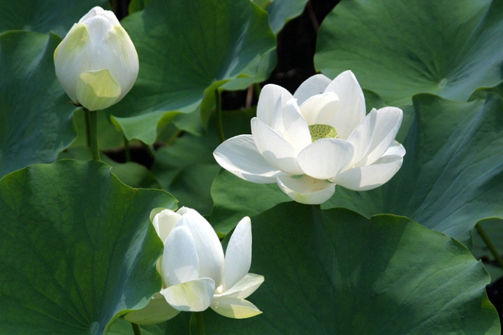 Lily Pads