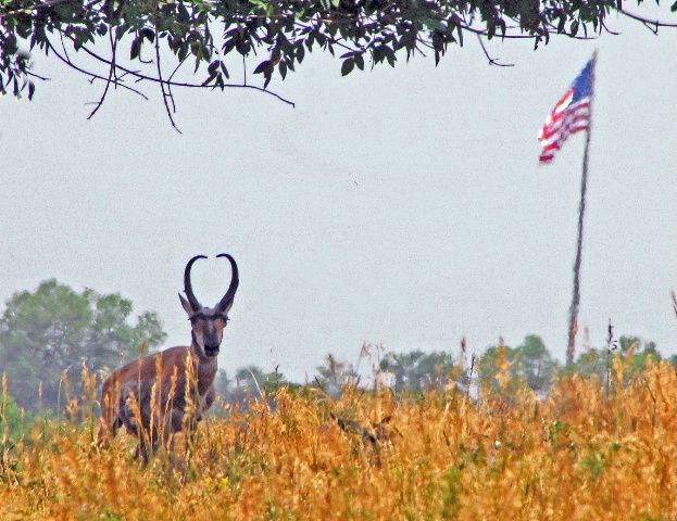 Patriotic Pronghorn