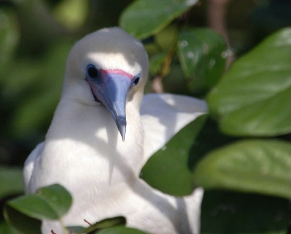 Boobie Bird, Belize  