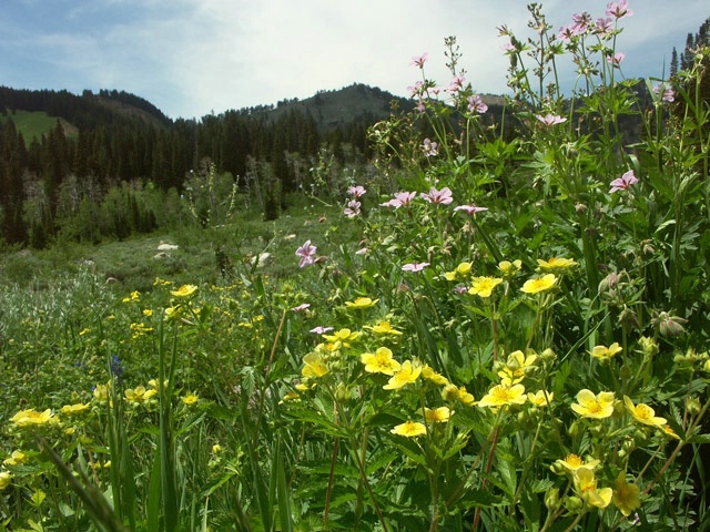 Mountain Wildflowers