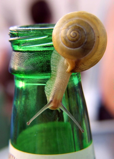 Lager With a Twist of Snail