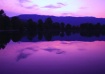 Purple Nightfall