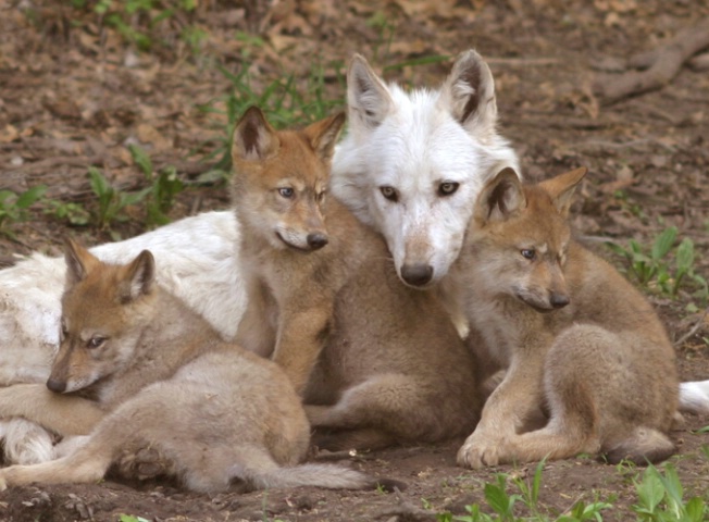 Wolf Family