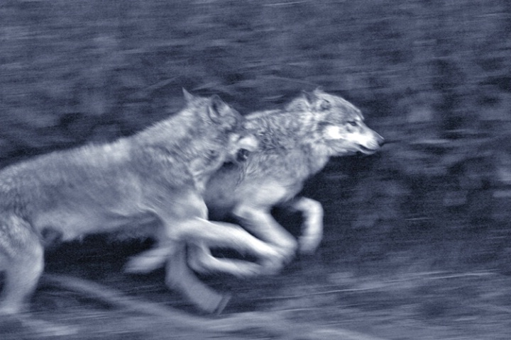 Wolves at Dusk