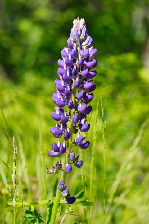 Lupinus Perennis (Purple)
