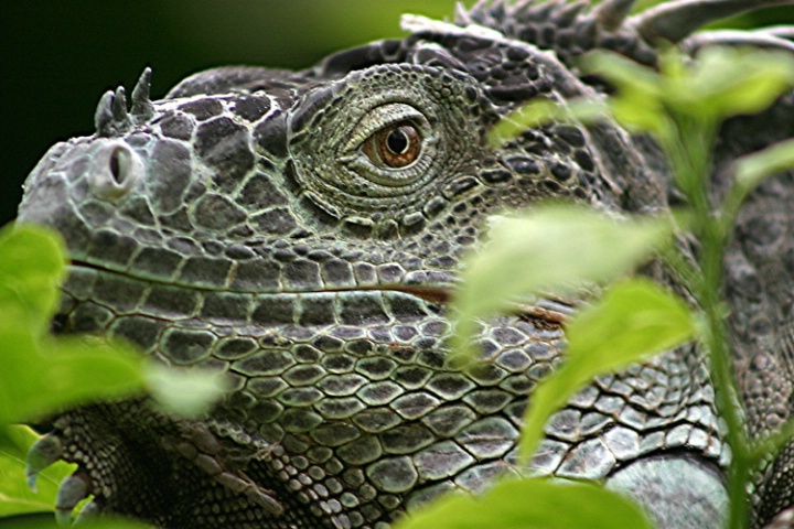 Iguana Lizard