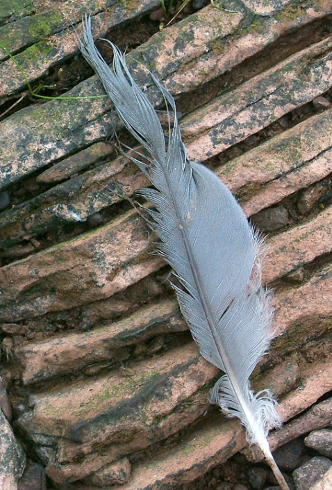 Heron Feather