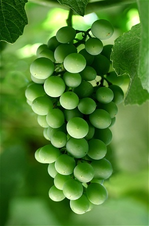 Green Grapes