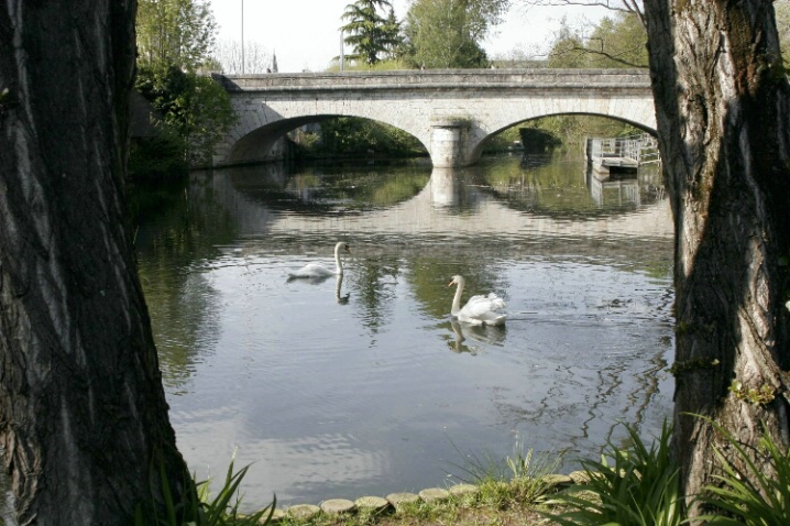 Swans in Chartres, Fr