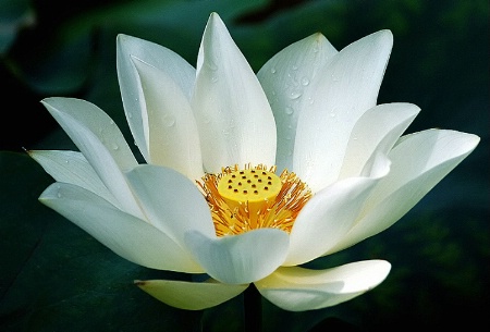 Rain kissed White Lotus
