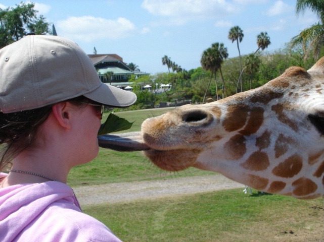 French Kiss Giraffe Style