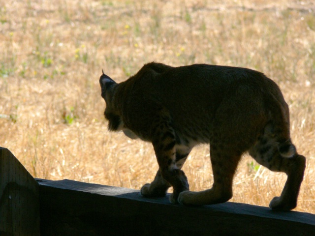 Bobcat on Fence at Rancho