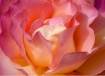 Rose layers