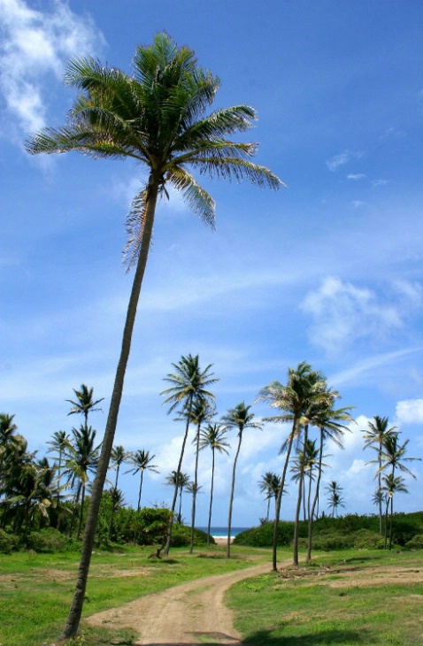 Path to beach