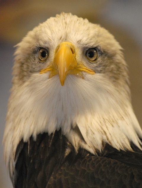 Bald Eagle, Raptor rescue society. Juneau, Alaska