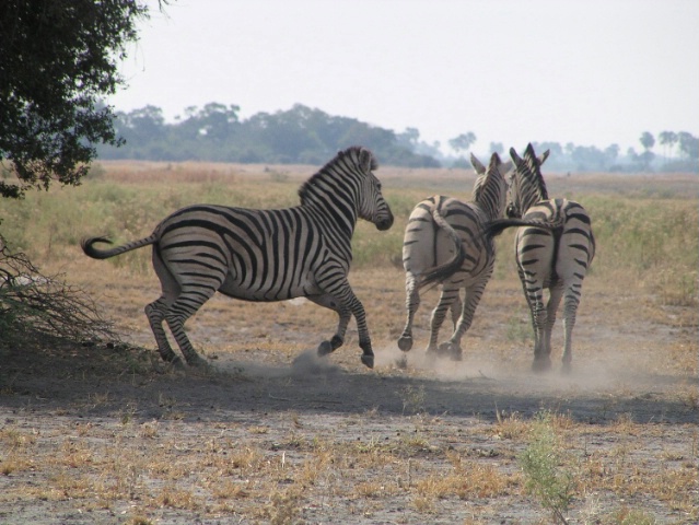Zebra wheeling