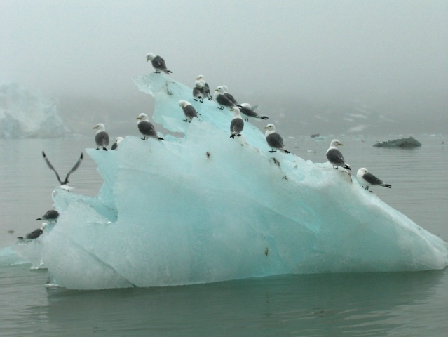 Kittiwakes in Spitsbergen ice floe