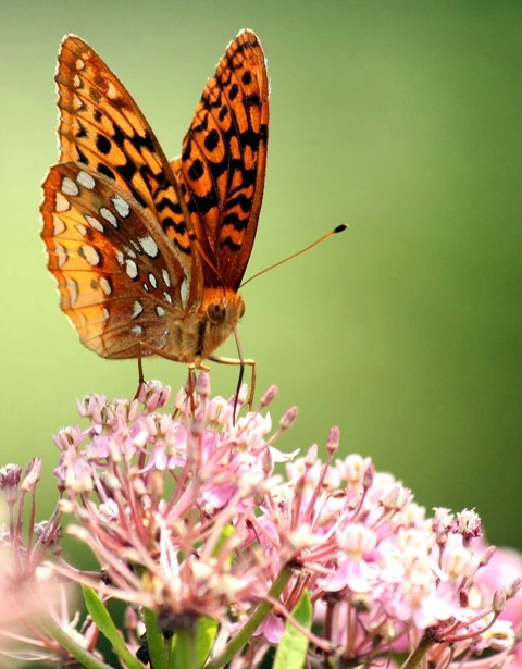 Fritillary