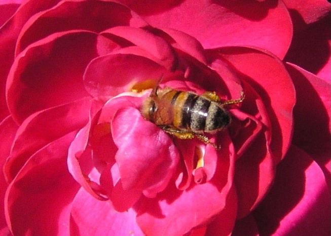 Bee in a rose
