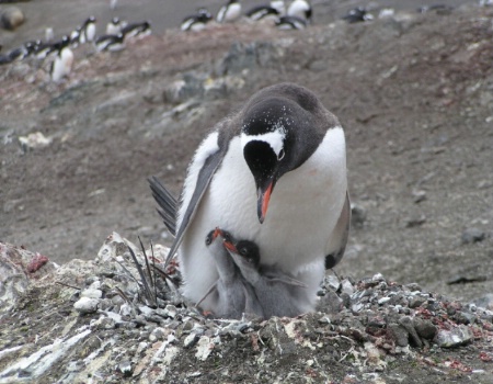 Gentoo penguin looking at its chicks