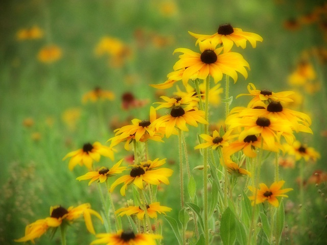 Wildflowers via Orton