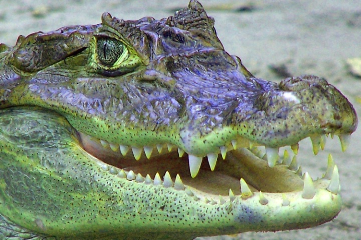 Florida- Alligator Texture