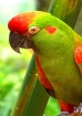 Tampa- parrot