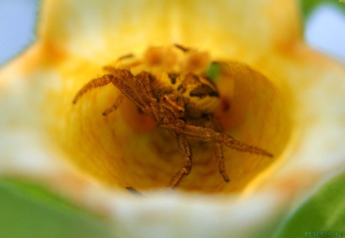 Spider in the flower