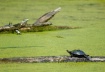 Turtle Sunbathing