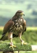 Harris Hawk