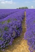 Lavender in Bloom