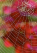 Spiders` Web