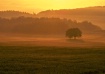 Morning Mist