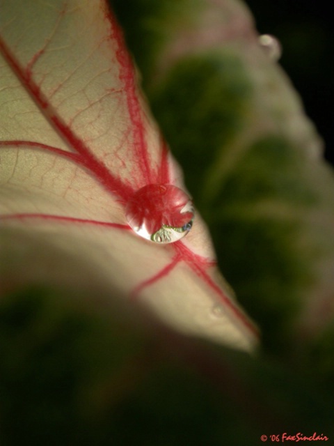 Mystery of the Caladium - ID: 2365353 © Fax Sinclair