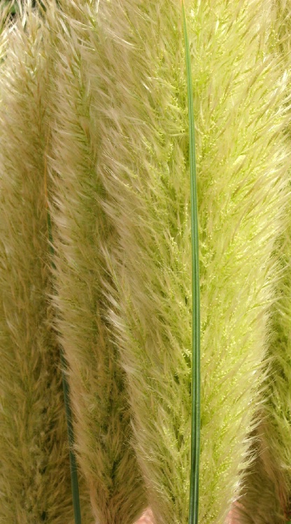 Fluffy Grass II