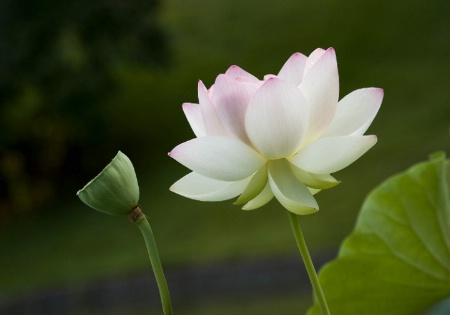 Sacred Lotus and Pod