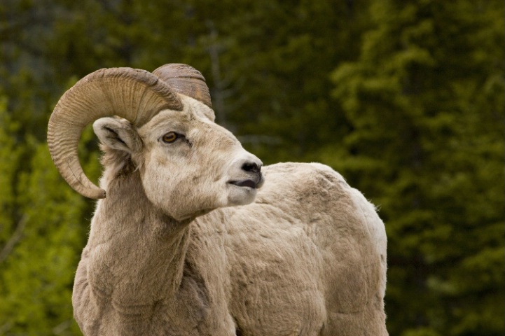 Big Horn Sheep, Peter Lougheed Provincial Park, AB