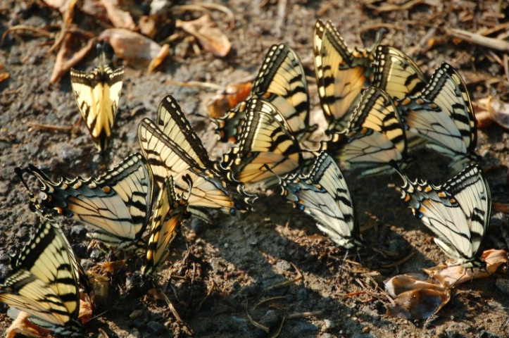 Butterflies 3 - Meeting