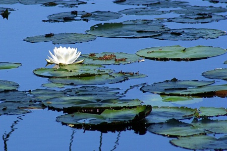 Lily Pond 1