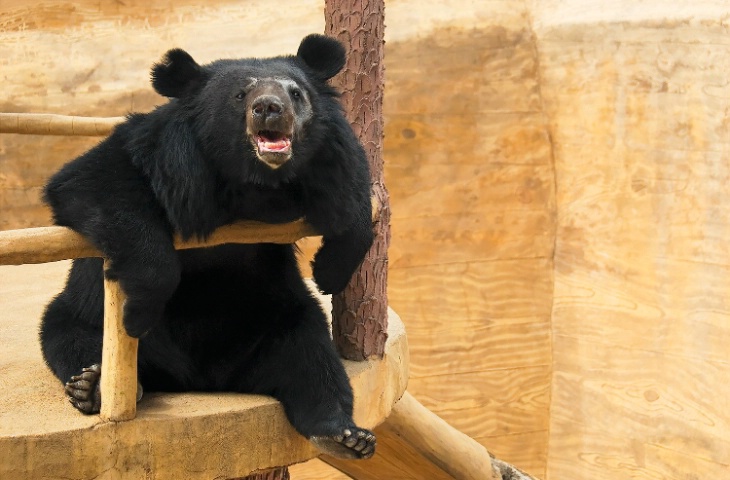 Asiatic Black Bear