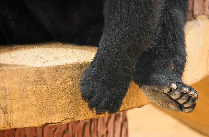 Bear Feet