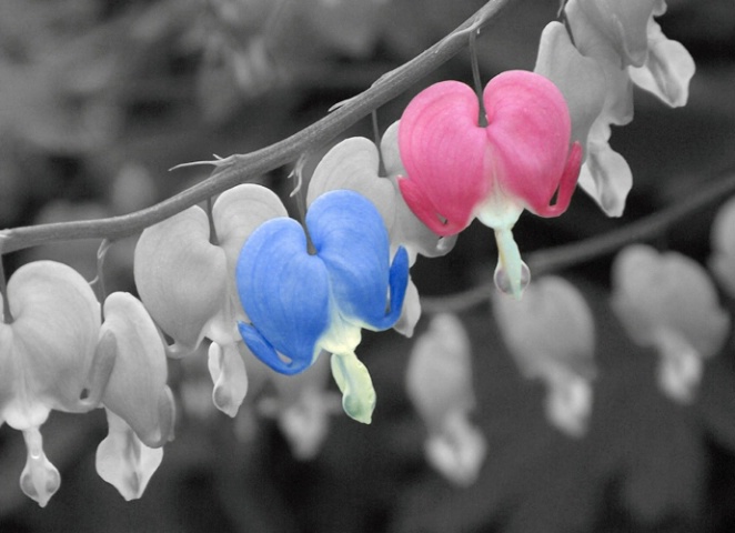 Blue and Pink Bleeding Hearts