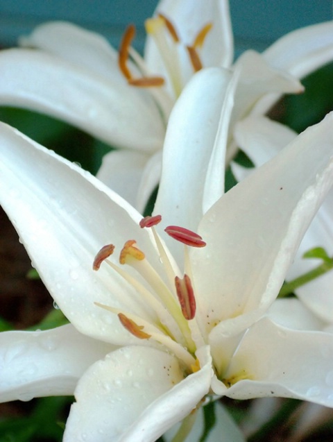 White Day Lilies
