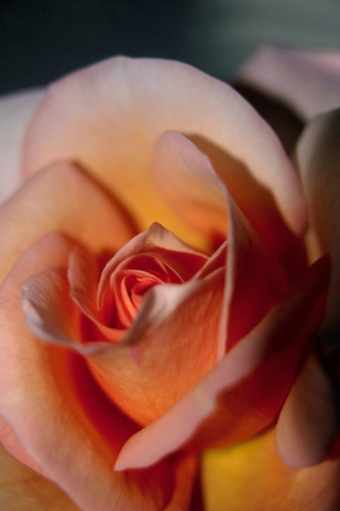 Peach-Colored Rose