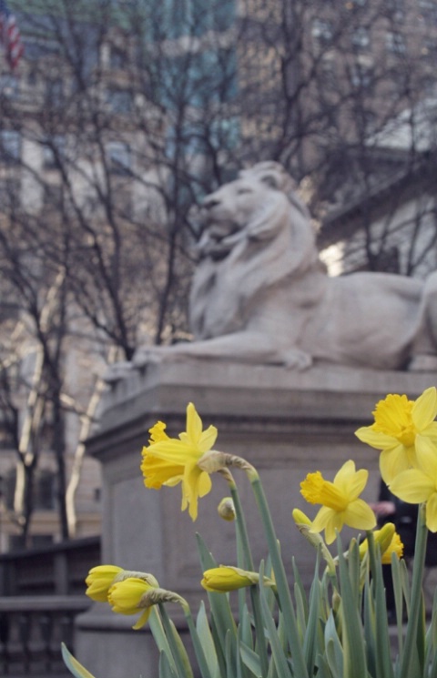 New York Public Library in Springtime -- Daffodils