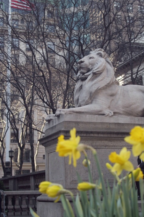 New York Public Library in Springtime -- Lion