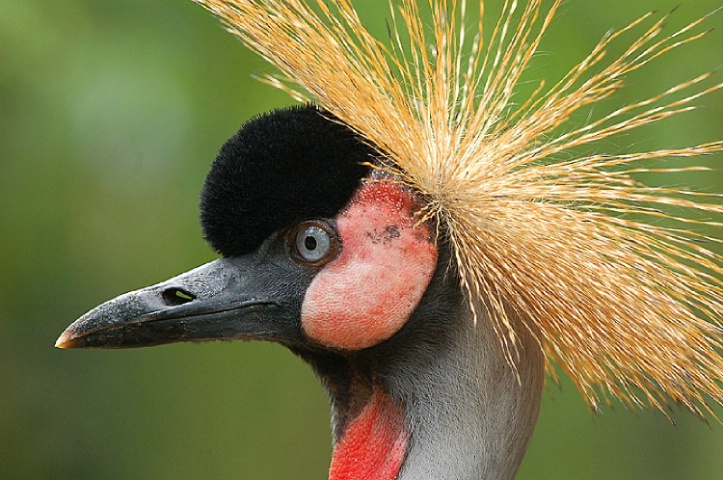 East African crowned crane