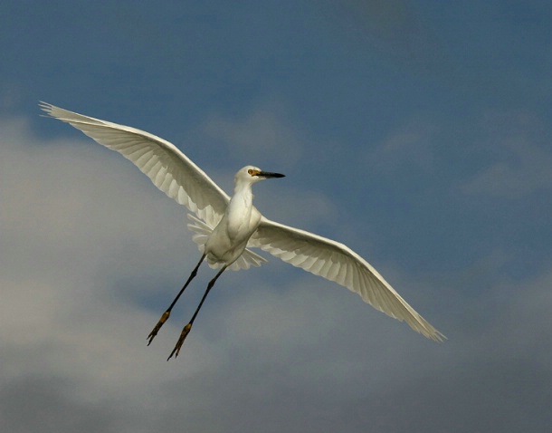 snowy egret  in flight - ID: 2375512 © Michael Cenci