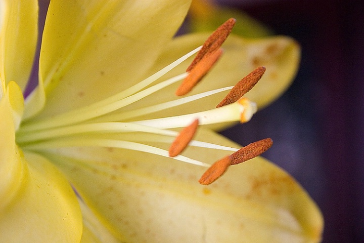 Day Lily